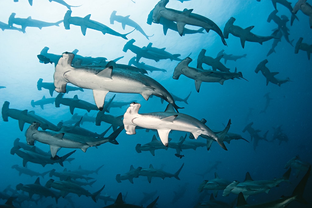 The Galapagos Islands are one of the very few places in the world where divers can witness schooling hammerhead sharks.