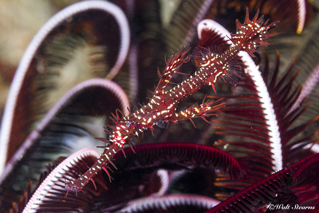 Finding a ghost pipefish can be like—finding a ghost. These elusive predators camouflage themselves against a background that renders them almost invisible. They will float motionless with their mouths facing downward, ready to strike at a passing meal.