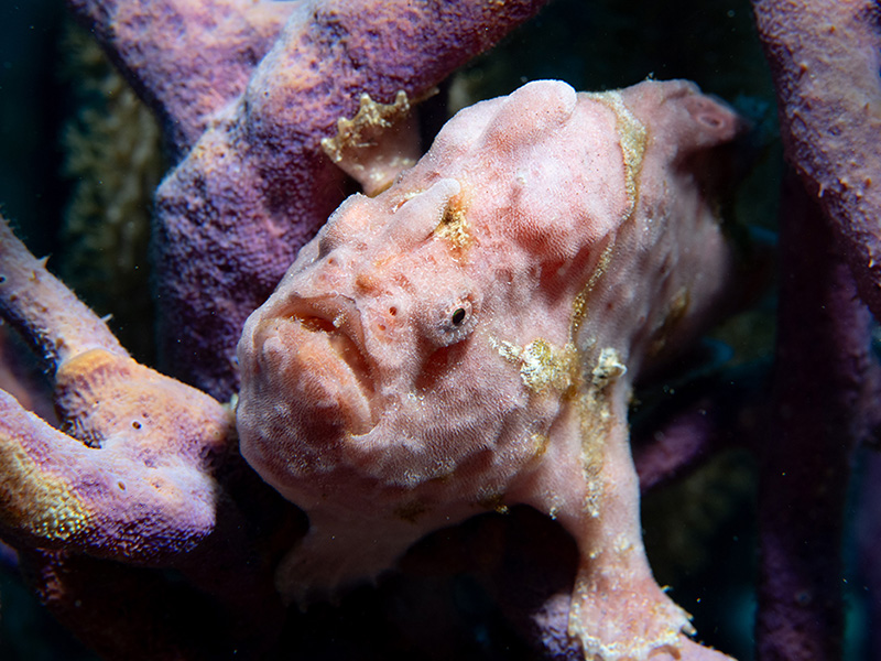 Mid-depth reefs and boulder fields reward macro enthusiasts. Mid-depth reefs and boulder fields reward macro enthusiasts.