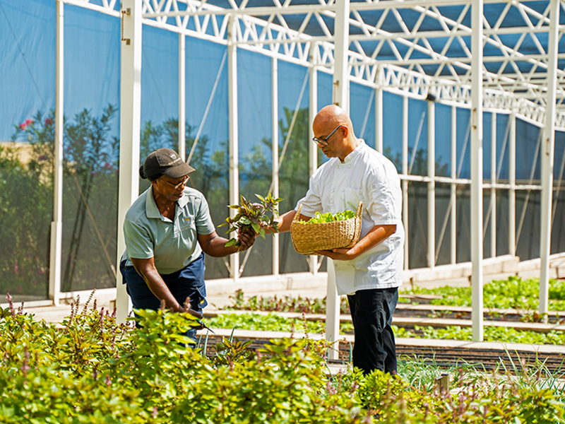 The resort's greenhouses provide organic produce for its restaurants. The resort's greenhouses provide organic produce for its restaurants.