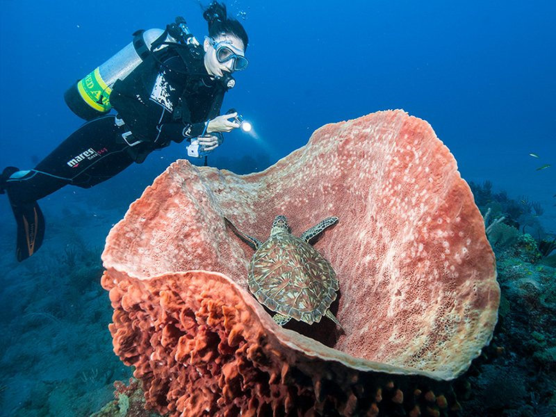 Sea turtles are a common sight on Statia's reefs. Sea turtles are a common sight on Statia's reefs.
