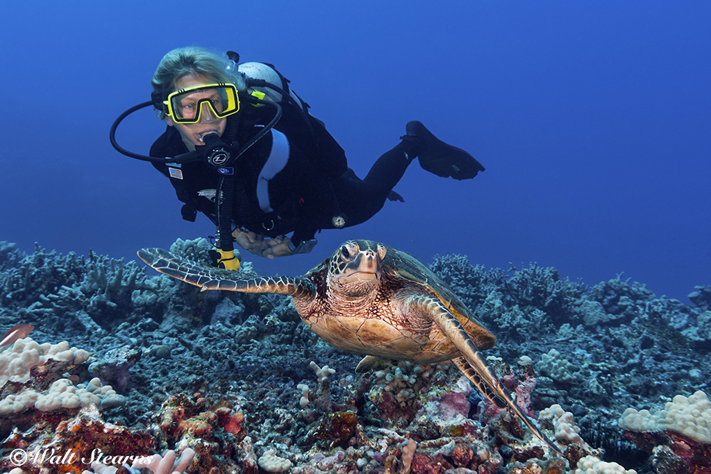 Green Sea Turtle