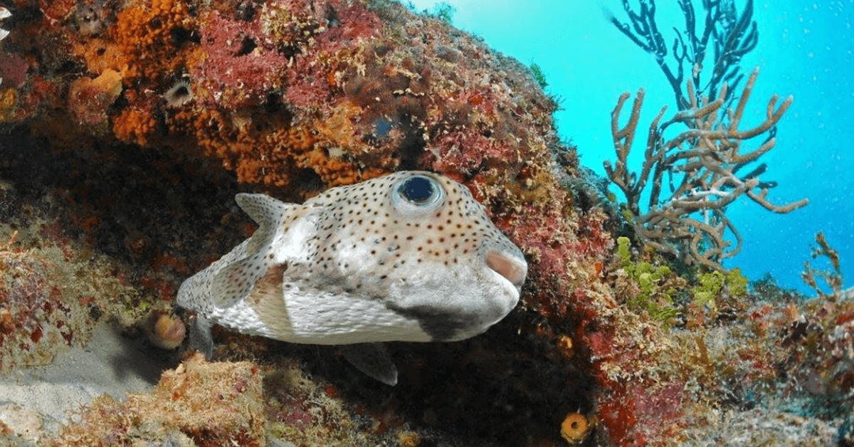 Diving with Antidote in Port Louis on Grande-Terre is filled with marine life encounters such as this friendly pufferfish. 