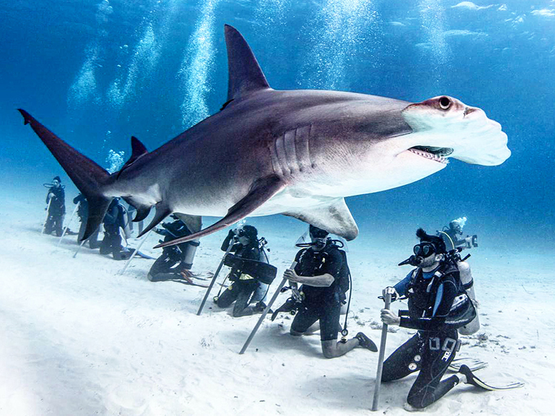 Their widely-spaced eyes give hammerheads excellent depth perception.