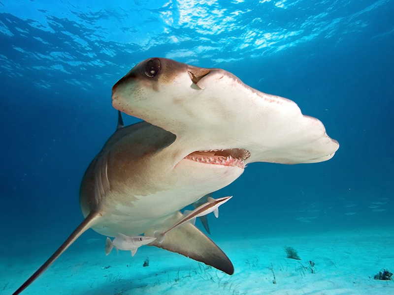 Scalloped hammerheads travel in schools that can number in the hundreds.