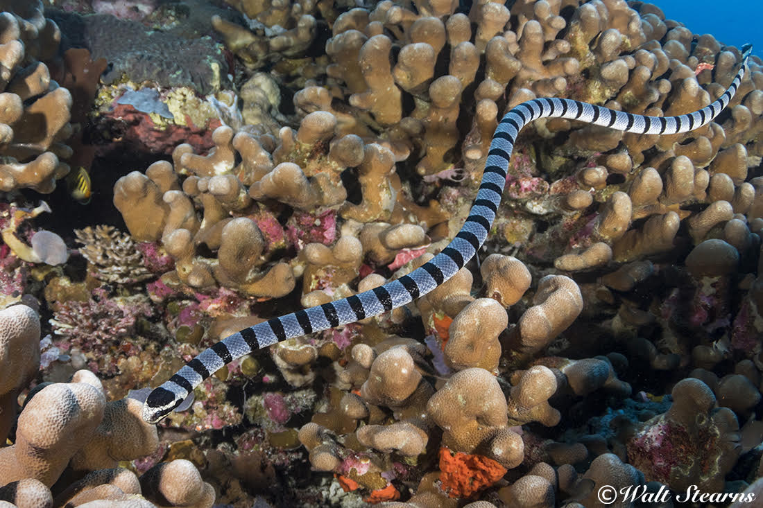 poisonous sea snakes