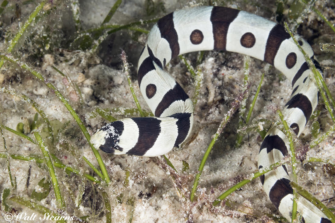 banded sea snake tail