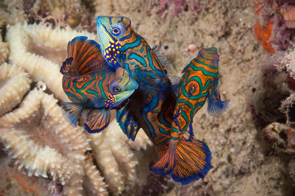 Nearshore sites provide a wealth of macro subjects.