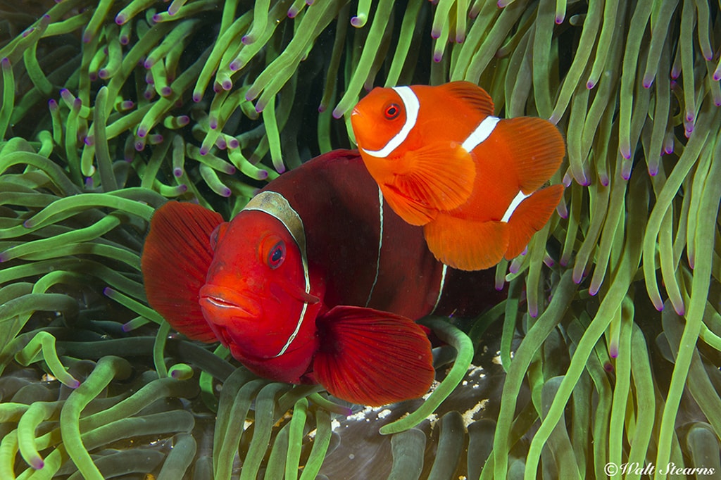 The reefs of Indonesia are some of the most colorful and bio-diverse on earth, holding numerous prizes such as these clownfish.