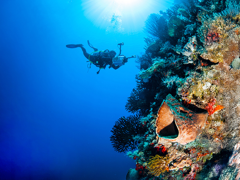 Pinnacles in Lintah Strait are washed by tidal currents. Pinnacles in Lintah Strait are washed by tidal currents.