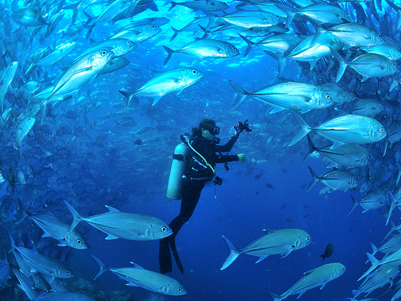 Large schools of fish thrive in the nutrient-rich waters of Komodo. Large schools of fish thrive in the nutrient-rich waters of Komodo.