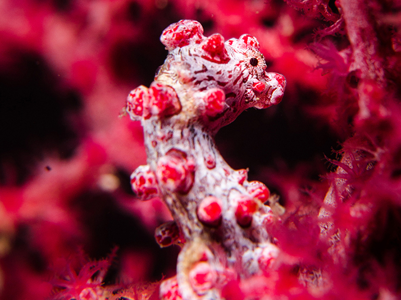 Calm-water sites provide opportunities to search for small finds such as pygmy sea horses. Calm-water sites provide opportunities to search for small finds such as pygmy sea horses.