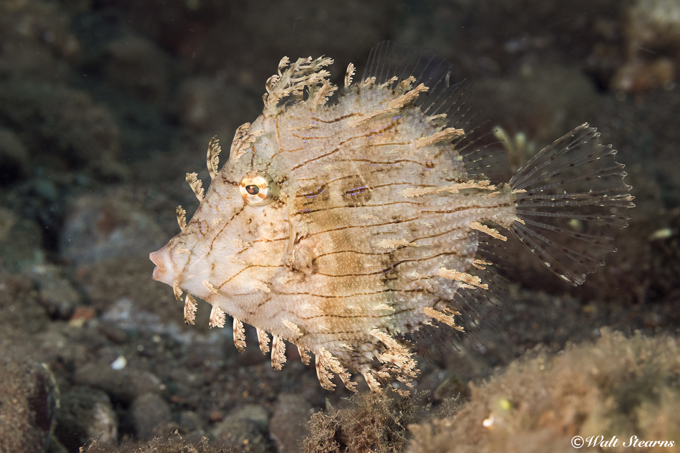 The leafy trigger sports leaf-like growths that help it blend into the sargassum weed and algae beds that are its preferred environment. These fish can the color and patterns of their camouflage to blend into their surroundings.