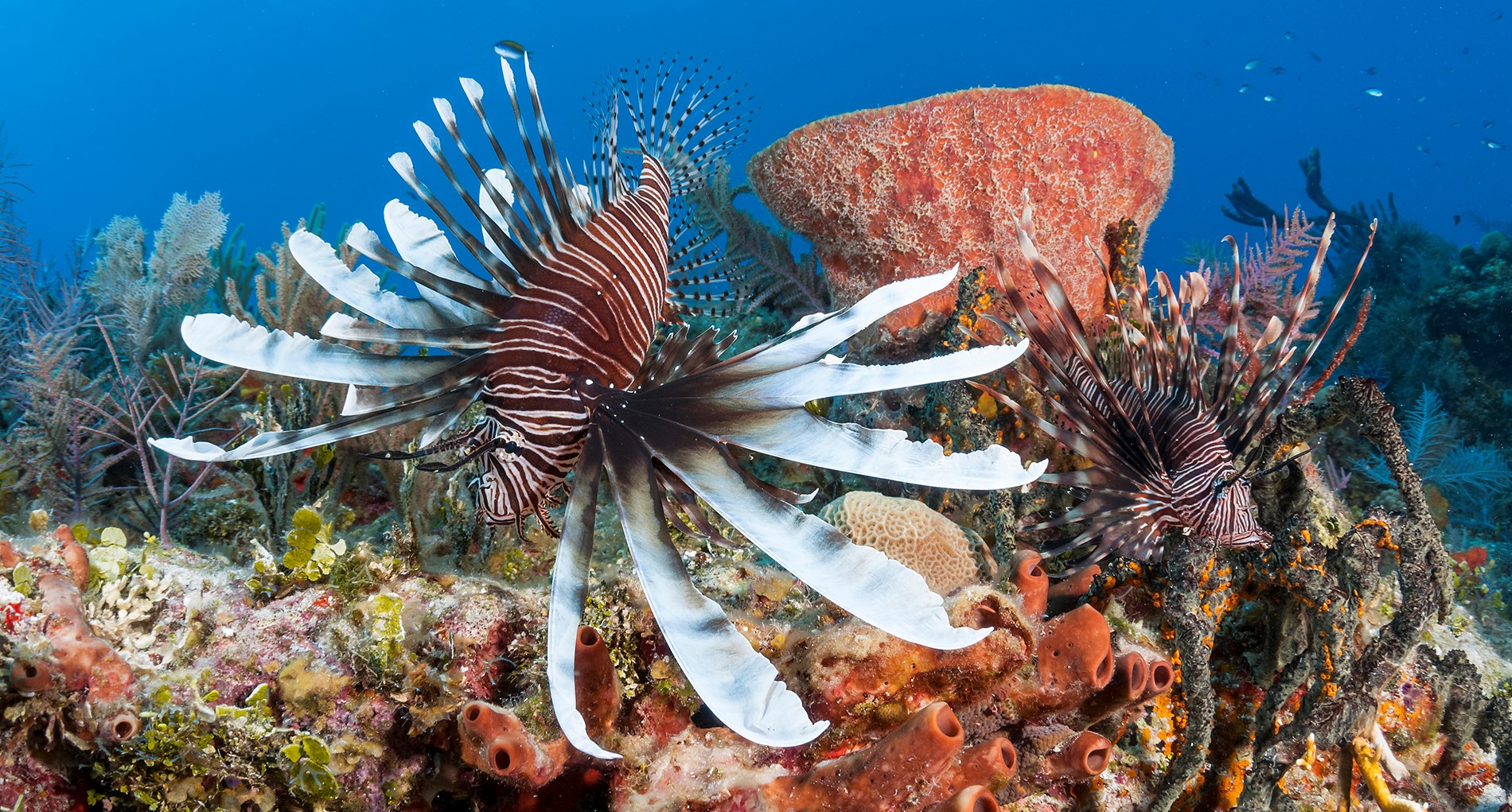 Lionfish