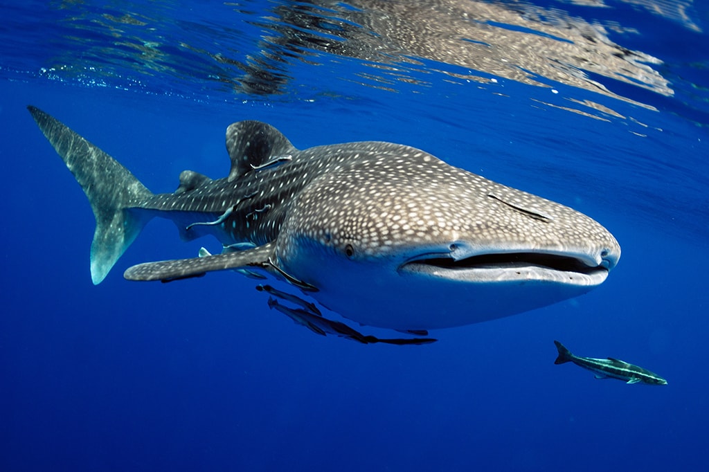 The Maldives are among the best destinations in the world for whale shark encounters.