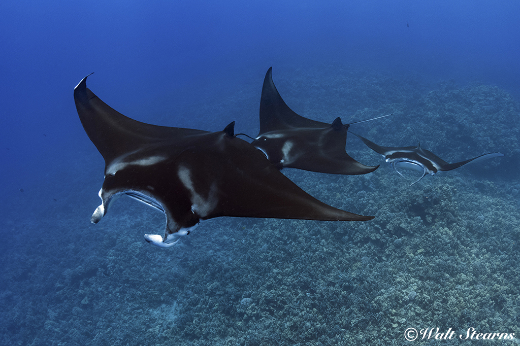 Manta Ray