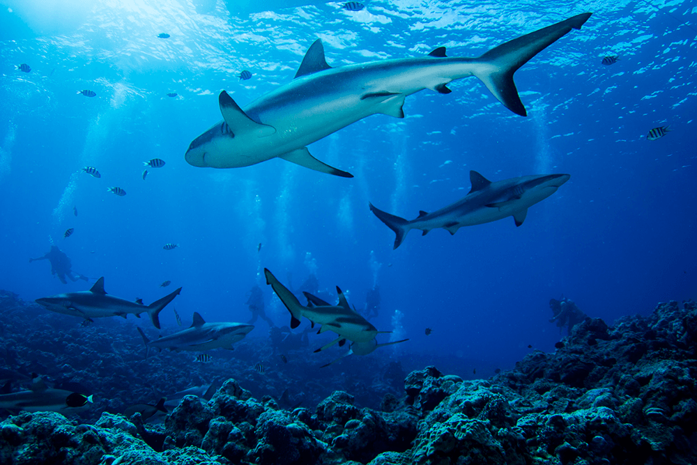 manta ray village