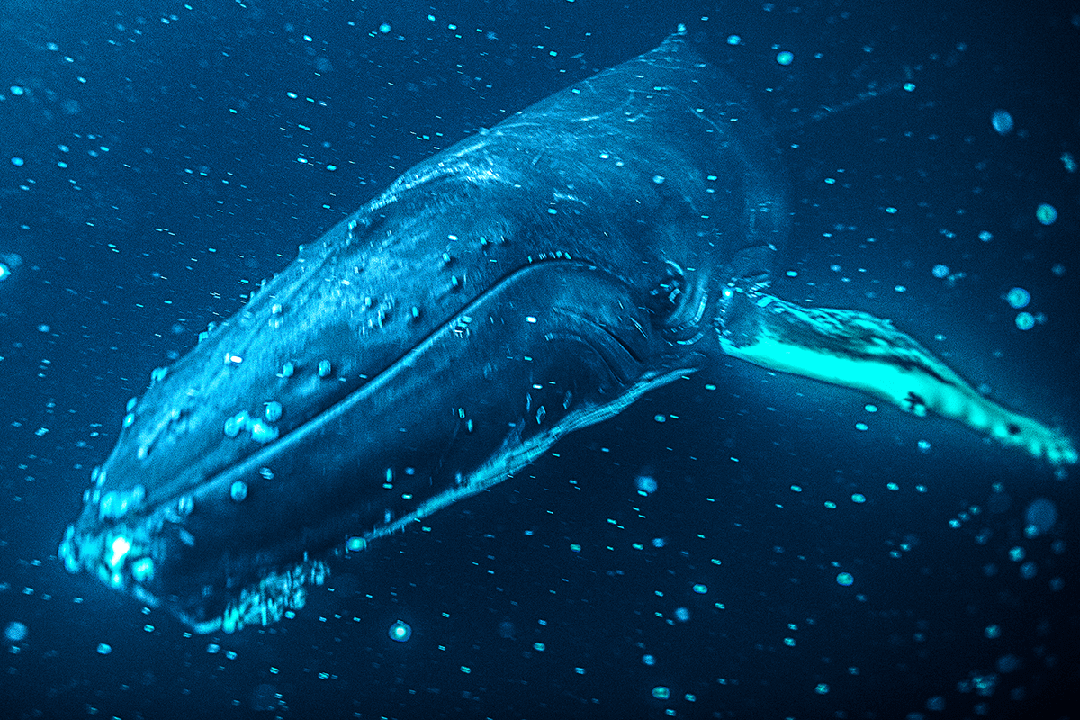Humpback whales are also known to join the hunt for herring.
