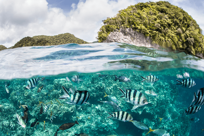 Palau's Rock Islands rise from coral-encrusted shallows. Snorkelers can explore the waters surrounding these iconic formations and also venture to the outer reaches of the fringing barrier reef.