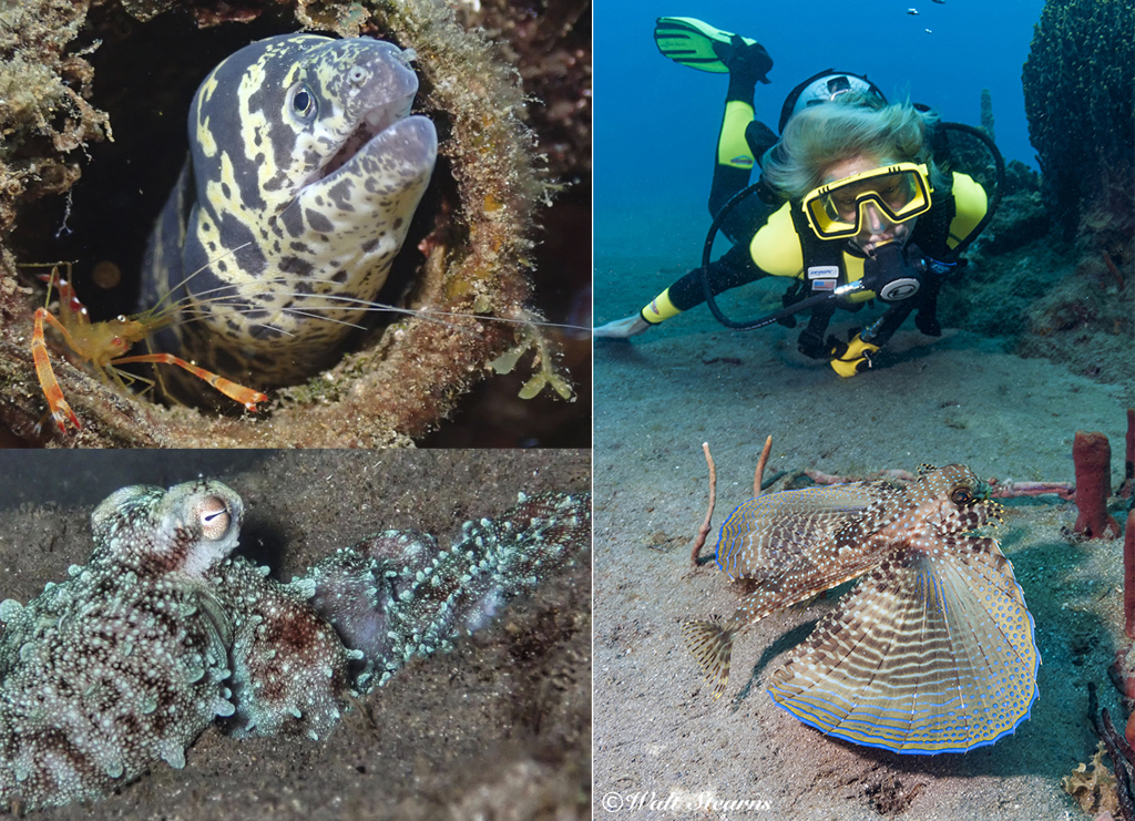 The Reserve is home to a wealth of unique marine life. The Reserve is home to a wealth of unique marine life.