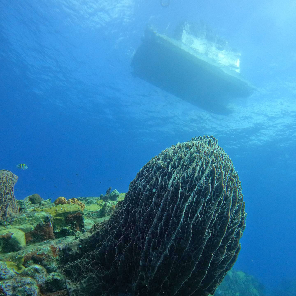 Massive sponges grow on the cliff-like walls of the Scott's Head crater. At many sites, these sheer drop offs begin in relatively shallow water. Massive sponges grow on the cliff-like walls of the Scott's Head crater. At many sites, these sheer drop offs begin in relatively shallow water.