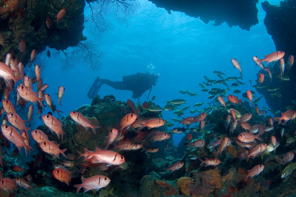 A trip though Soldierfish Cave leads divers to the famous dive site known as Scott’s Head Pinnacle. A trip though Soldierfish Cave leads divers to the famous dive site known as Scott’s Head Pinnacle.
