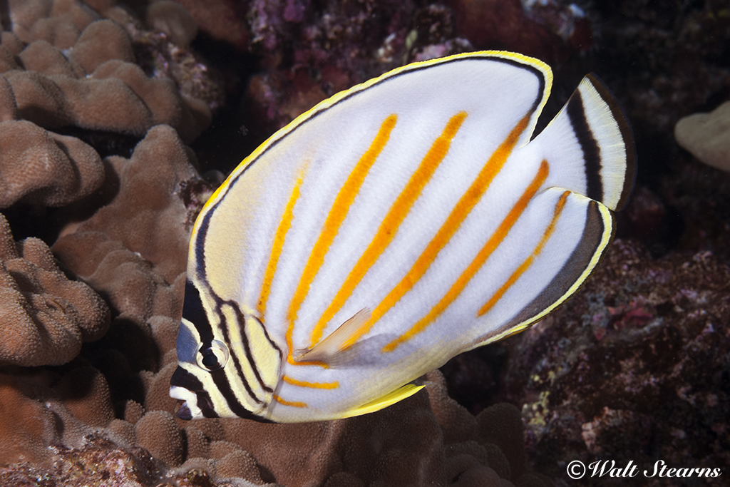 Ornate Butterfly Fish Ornate Butterfly Fish