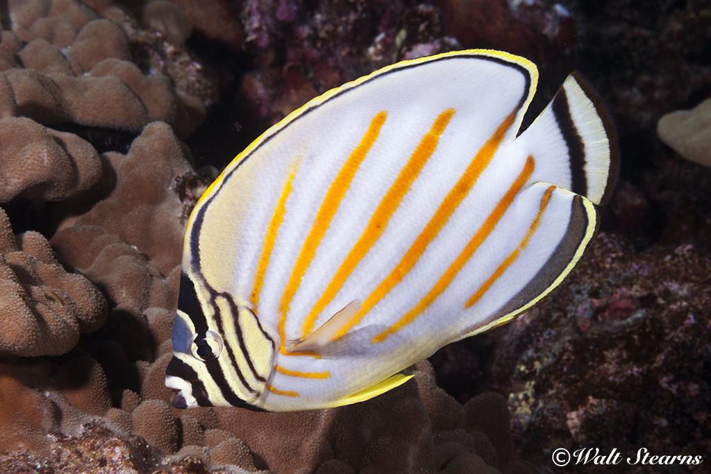 Ornate Butterfly Fish