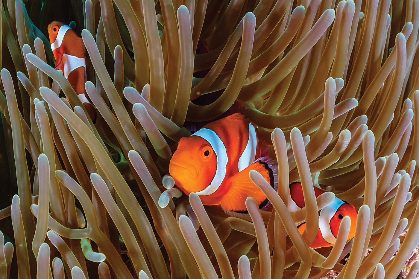 Like Nemo, their iconic animated counterpart, clownfish make their homes within the tentacles of anemones, which are common to the Great Barrier Reef.