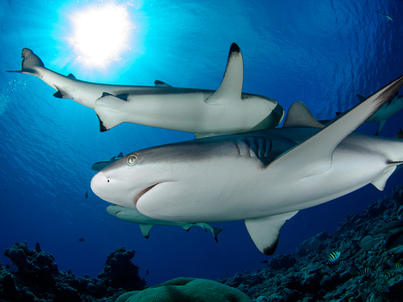 Palau created the world's first shark sanctuary. Palau created the world's first shark sanctuary.