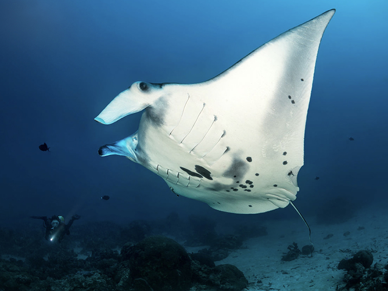 German Channel is the top site for seasonal gatherings of manta rays. German Channel is the top site for seasonal gatherings of manta rays.