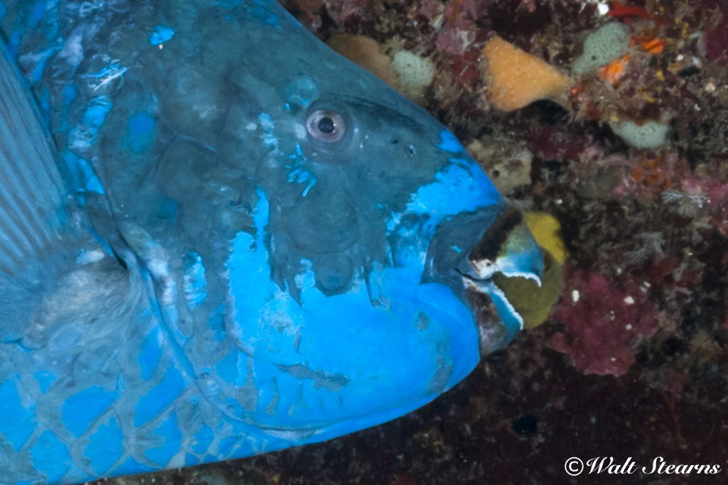 Parrotfish Beak