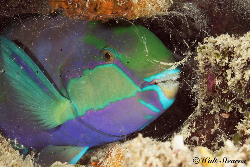 Parrotfish Cocoon