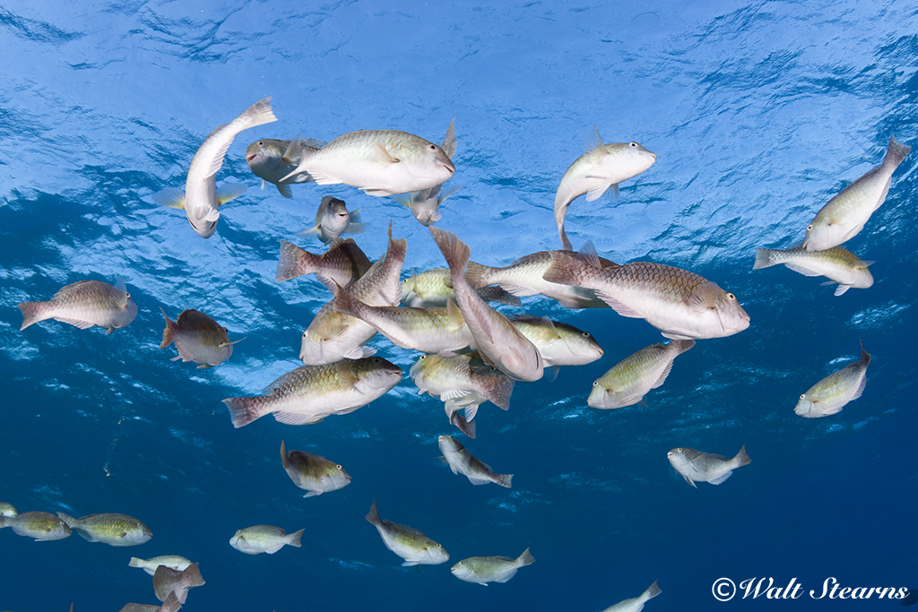 Parrotfish Spawning