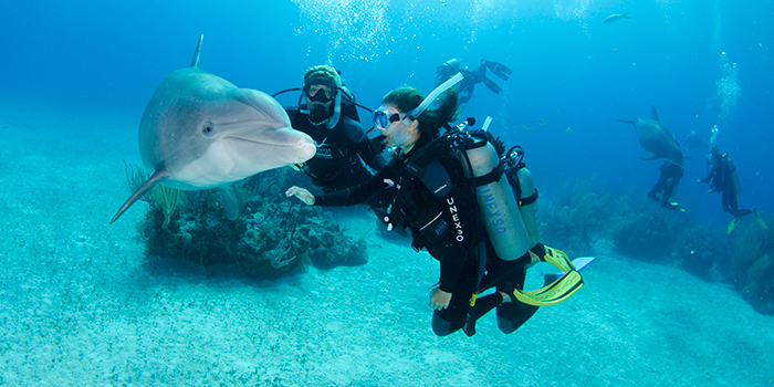 Divers have a unique opportunity to meet up with dolphins in open water.