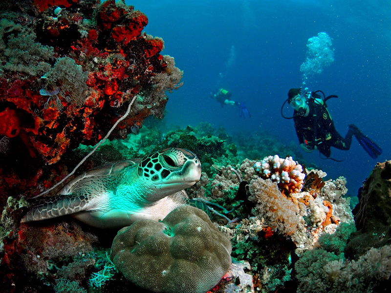 pemba island scuba