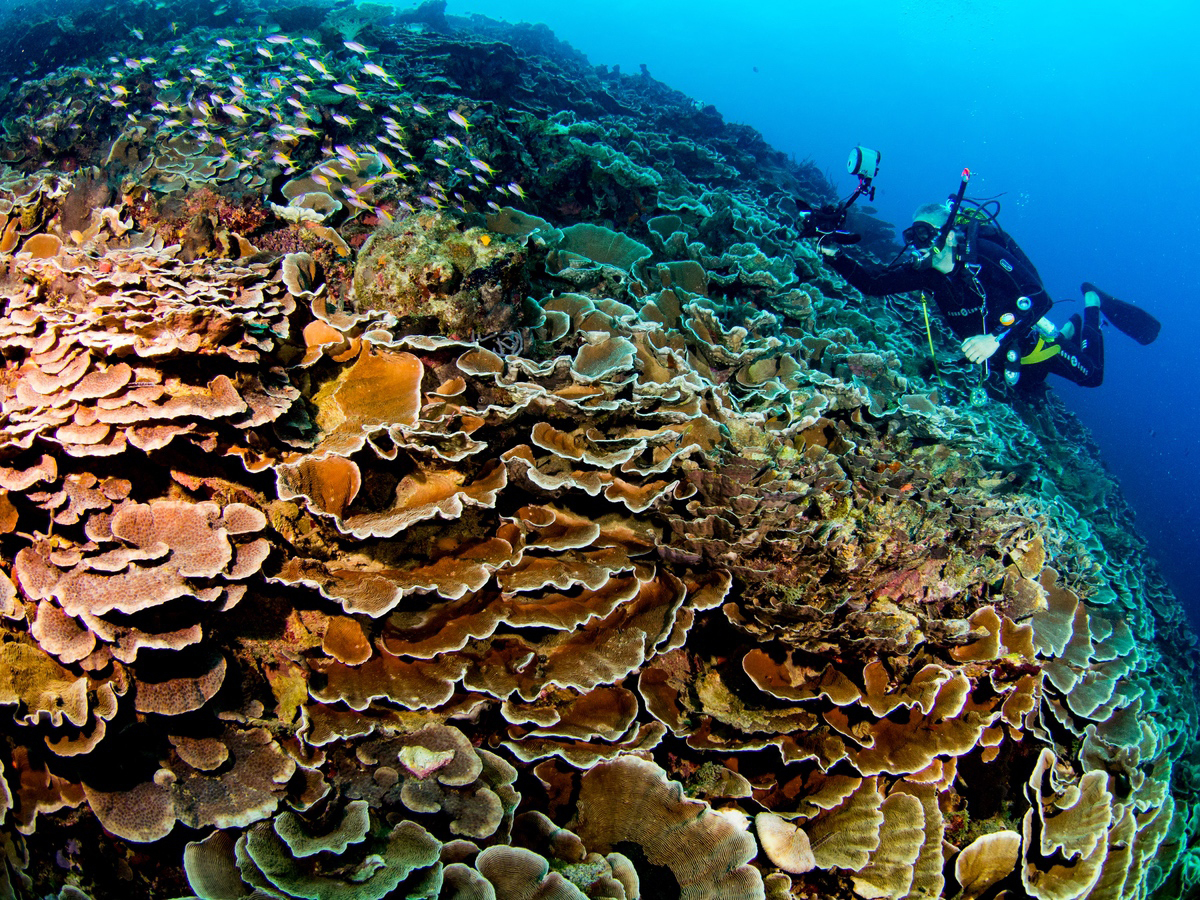 pemba island scuba