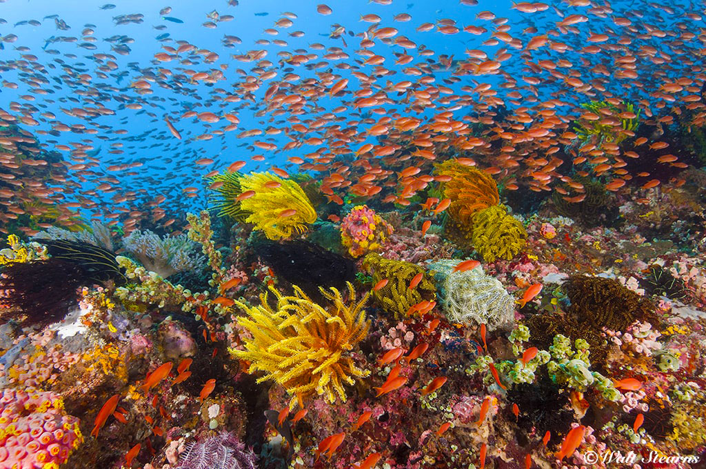 A coral reef in the waters of Anilao provides a colorful contrast to the region's muck diving sites.