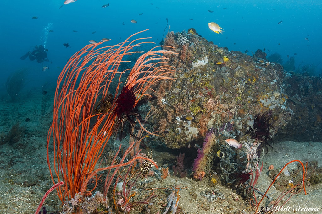 Small rock outcroppings can provide a treasure trove of unique marine life.