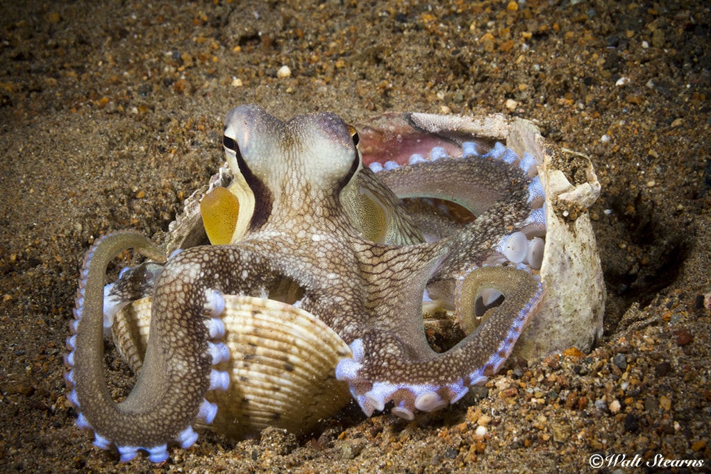 Coconut octopus is entertaining to watch and make prized photo subjects.