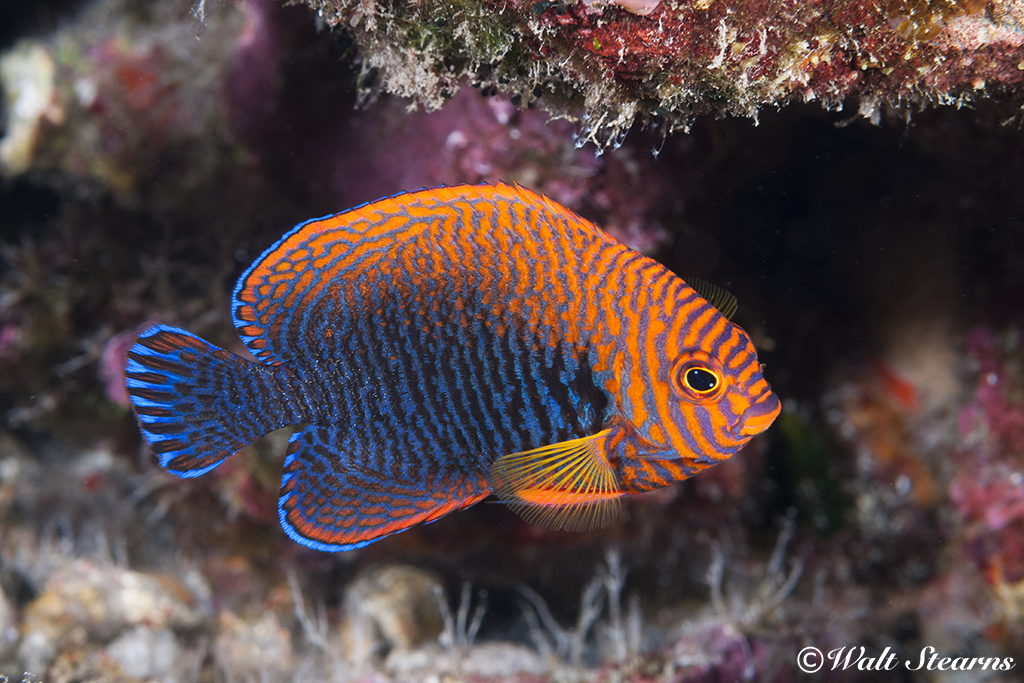 Potter's Angelfish