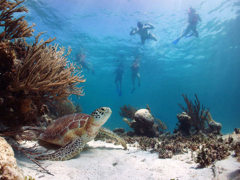 Dedicated snorkeling trips are also available at many Pro Dive locations.