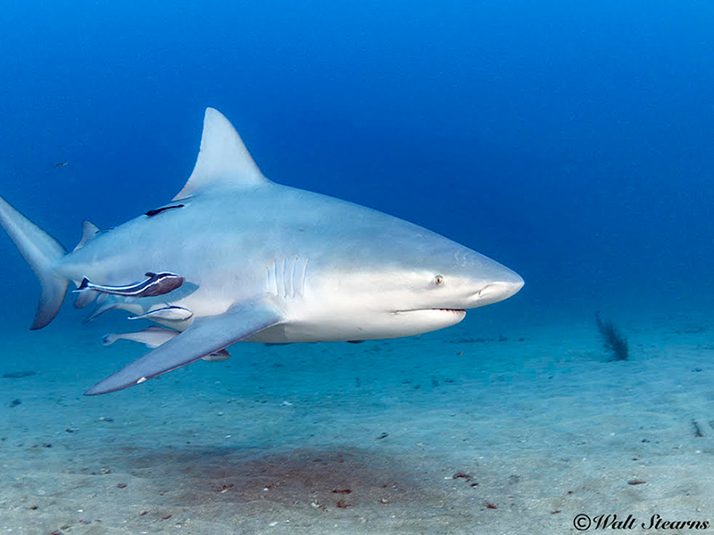 From November through March each year divers can witness a natural aggregation of bull sharks.