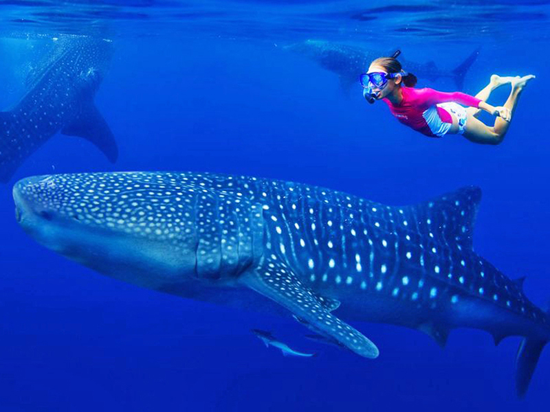 The big attraction during summer months is swimming with whale sharks, and Pro Dive arranges special all-day excursions to the best sites.