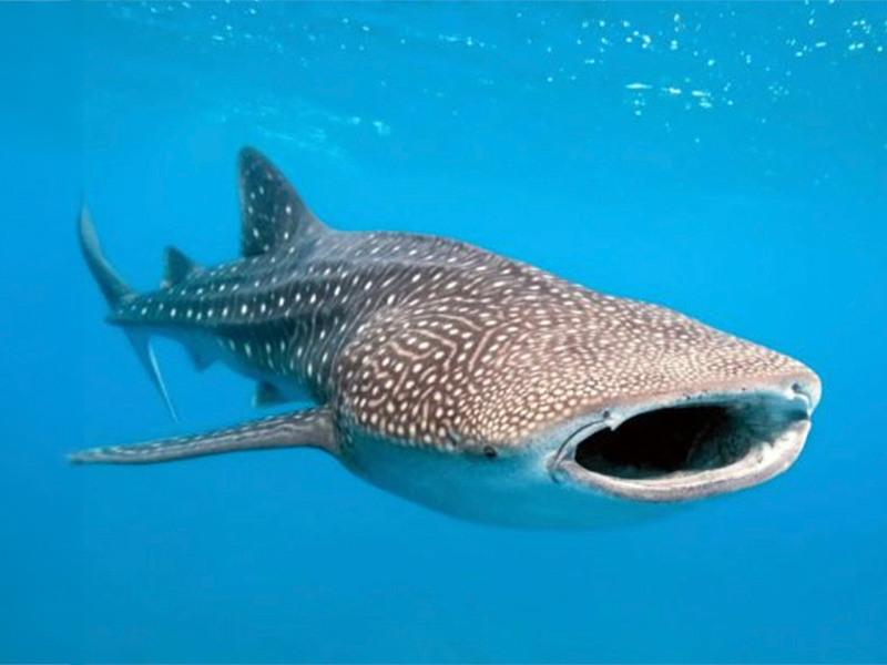 A whale shark's big mouth allows it to scoop up larger quantities of small organisms.