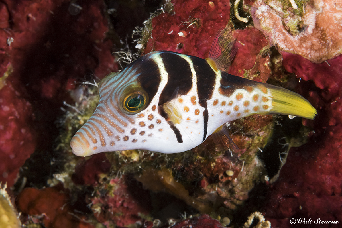 This diminutive puffer may seem cute and almost cuddly but hidden in its skin are rows of sharp spikes that can be raised for defense. In addition, these fish are highly toxic.