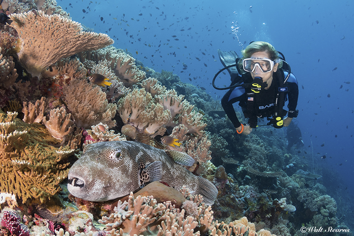 A diver encounters a giant pufferfish on a reef in Indonesia. This species can grow to lengths of 20 feet.