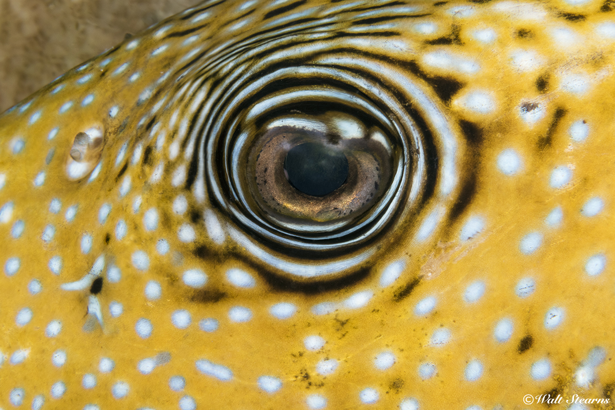 Pufferfish have excellent vision, and each eye can move independently of the other, allowing the animal to survey a wider area of the underwater landscape.