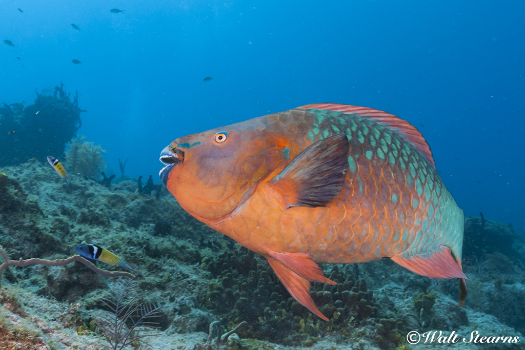 Rainbow Parrotfish