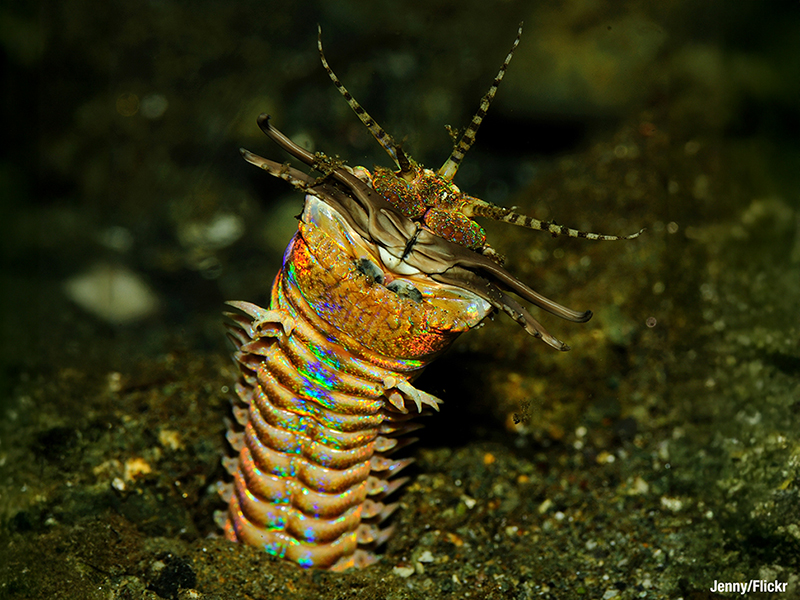The St. Lucia Thing is believed to be a new species of segmented marine worm. The St. Lucia Thing is believed to be a new species of segmented marine worm.